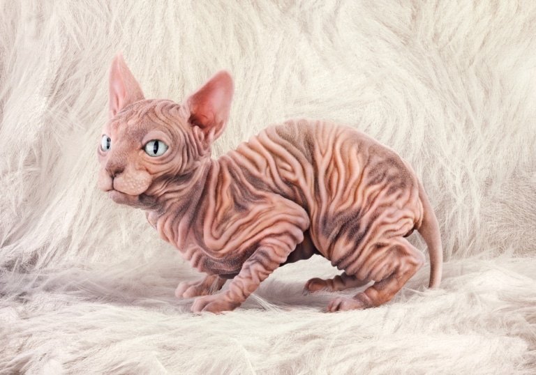 Малюк сфінкса на фоні білого хутра боязливо пригнувся