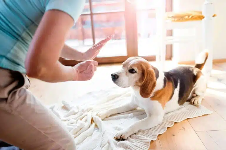 Власник дресує бігля, щоб той по команді лежав