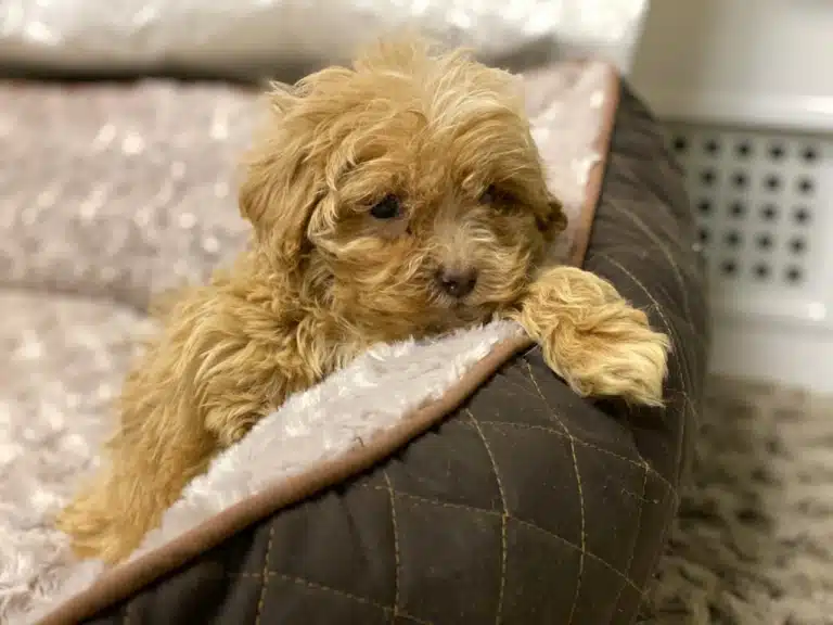 Мальтіпу засмучено перебуває у лежанці