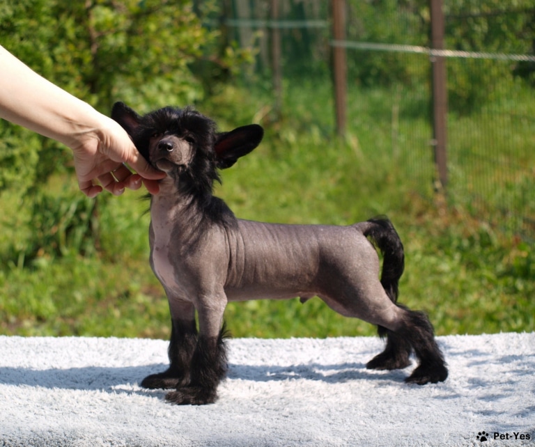Китайська чубата гола позує для фото, а власниця підтримує її за голову