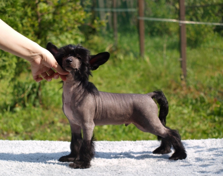 Китайська чубата гола позує для фото, а власниця підтримує її за голову