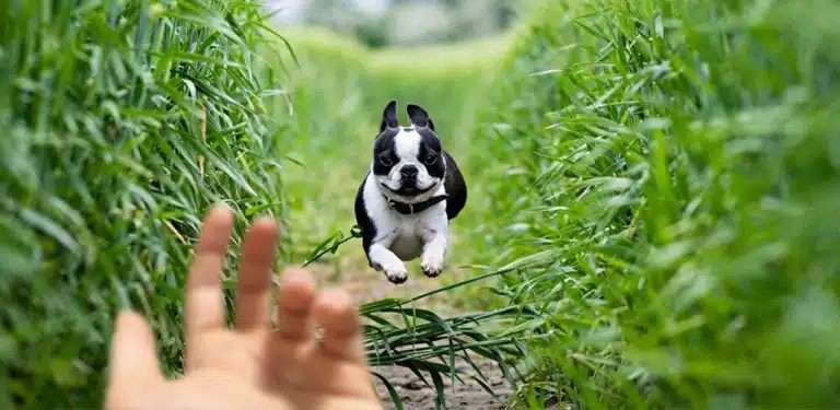 Бульдог швидко мчить через зелені поля на поклик власника