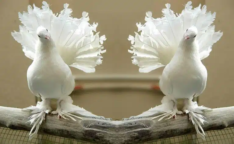 Два білих голуба з ажурними хвостами уважно на щось дивляться