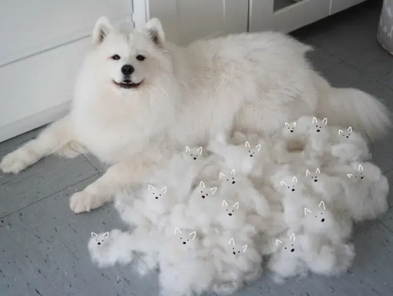 З білого вичесаного підшерстя самоїда утворилась купка маленьких копій