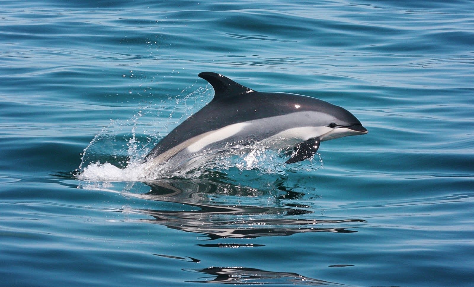 The Smartest Animals After Humans - Featured Image