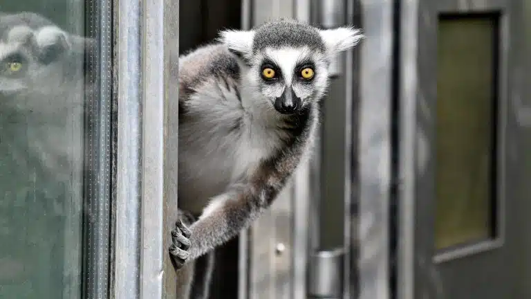 Дорослий лемур визирає з сірого вікна