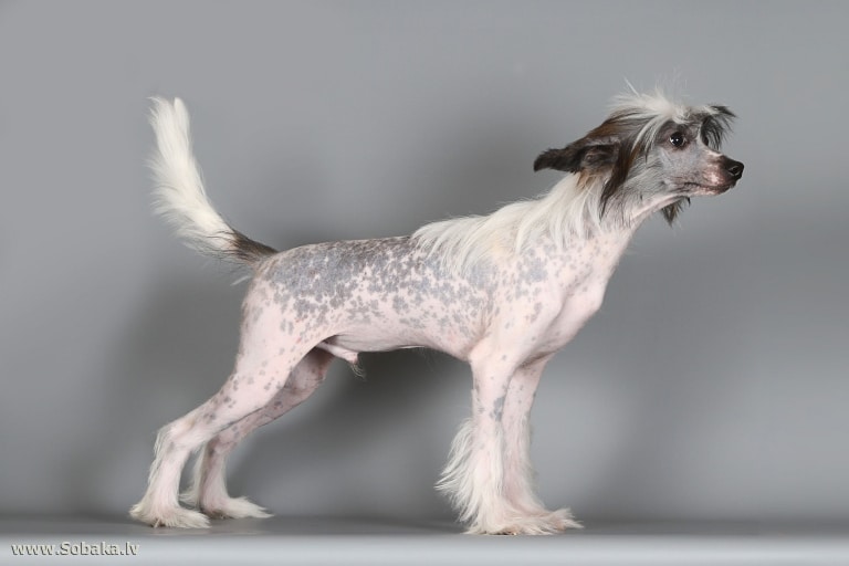 Китайська чубата гола щось винюхує в білій кімнаті