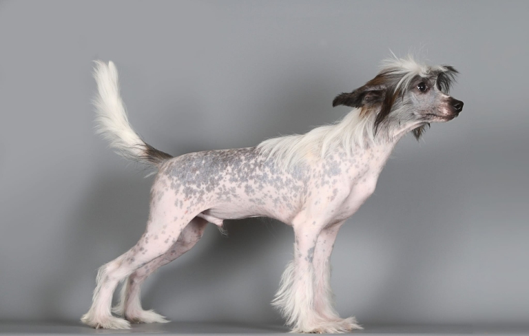 Китайська чубата гола щось винюхує в білій кімнаті