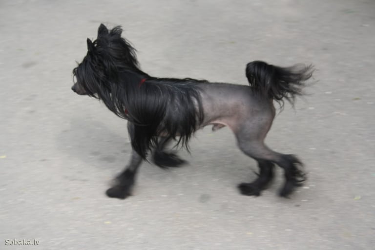 Китайська чубата гола чорного окрасу біжить кудись
