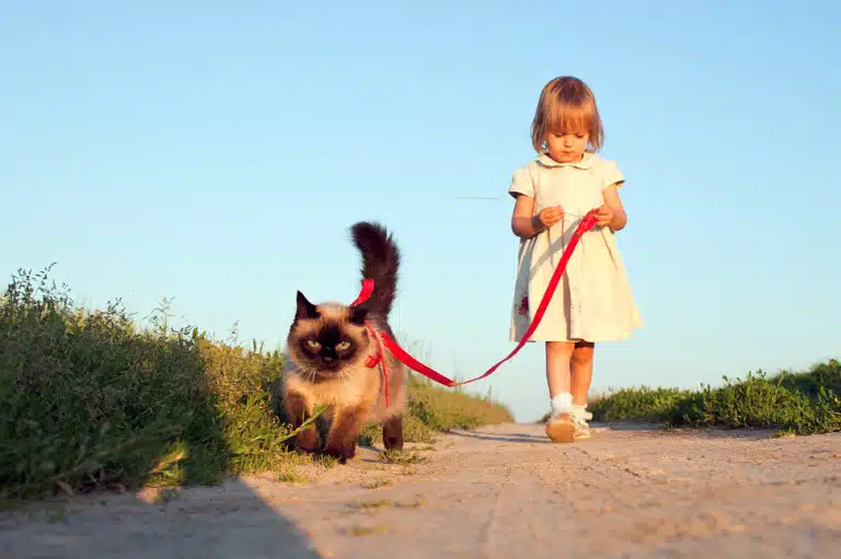 Дівчинка у сукні дивиться собі під ноги, а попереду йде котик