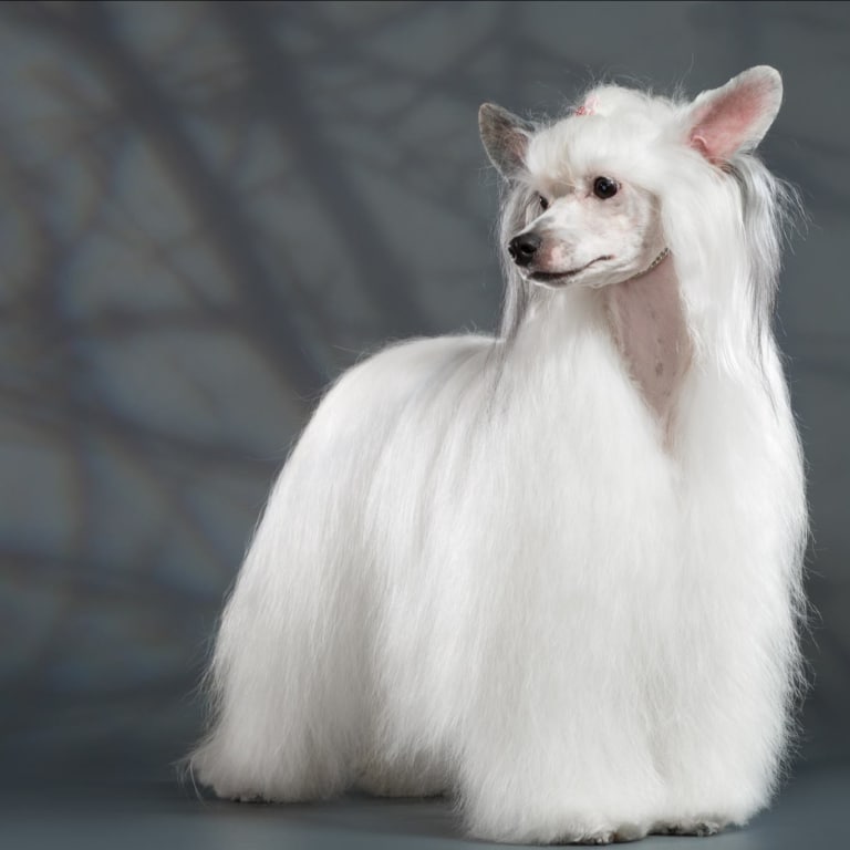 Китайська чубата пухова з білою шерстю готова до виставки