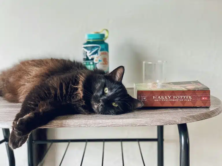 Темний кіт лежить на столі поруч з цукерками