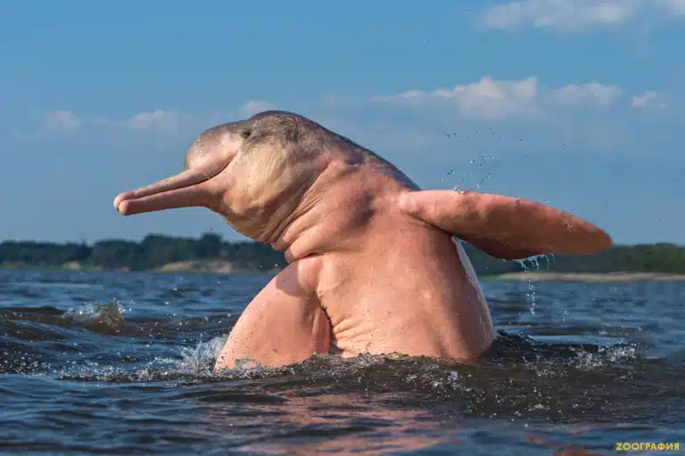 Рожевий дельфін піднявся над водою, гріючись на сонечку