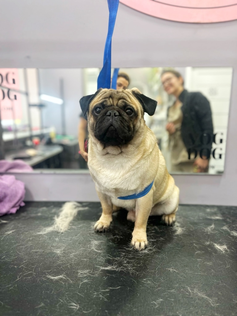 Мопс не розуміє, чому під час линьки його мають постійно чесати