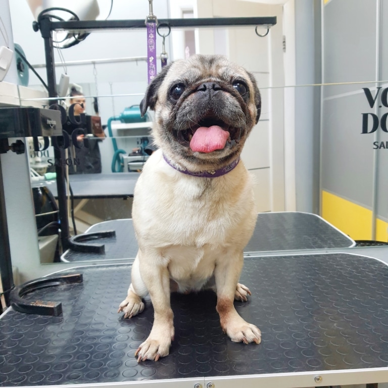 Щасливий мопс показує великого язика на камеру