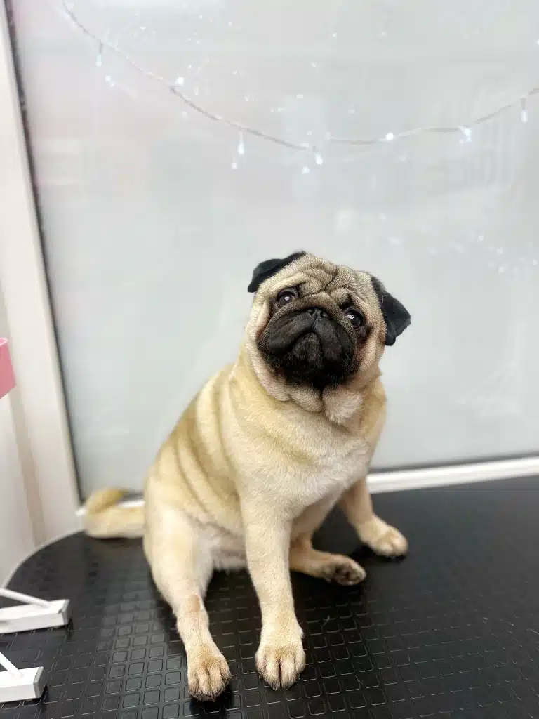 Мопс розвалився на столі, над яким висить гірлянда