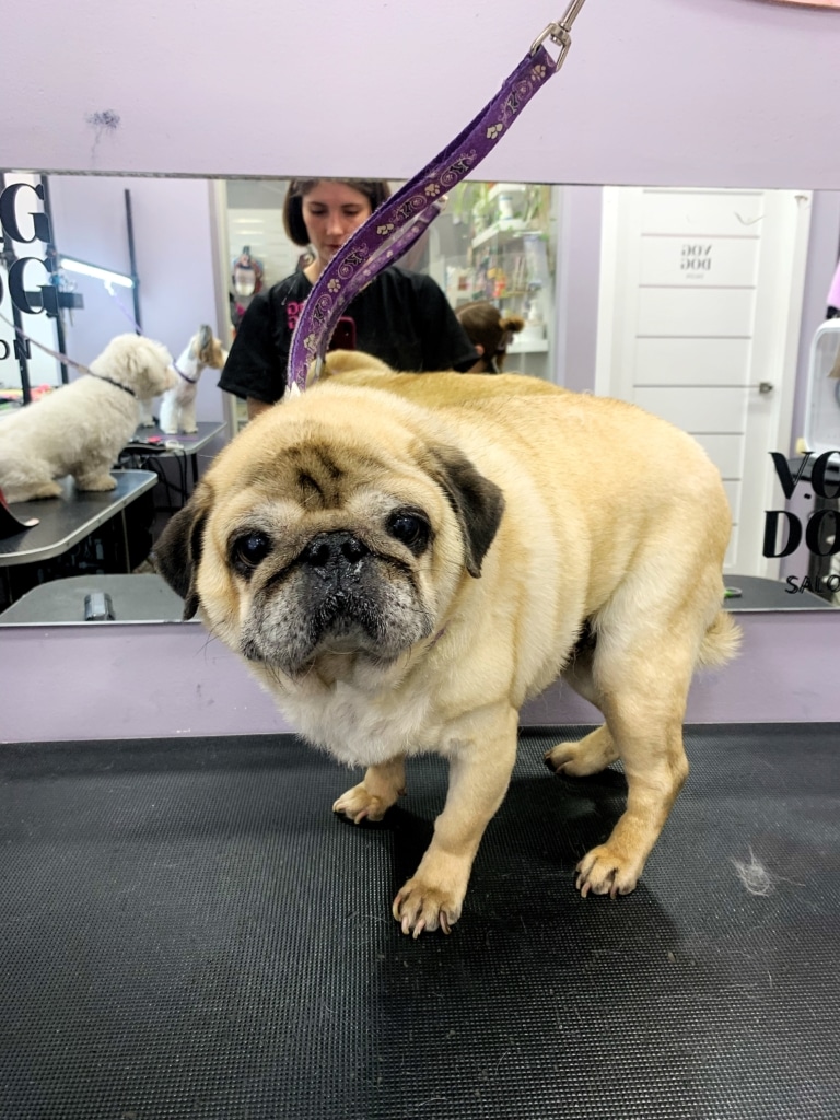 Мопс підготувався до підстригання кігтів в грумера