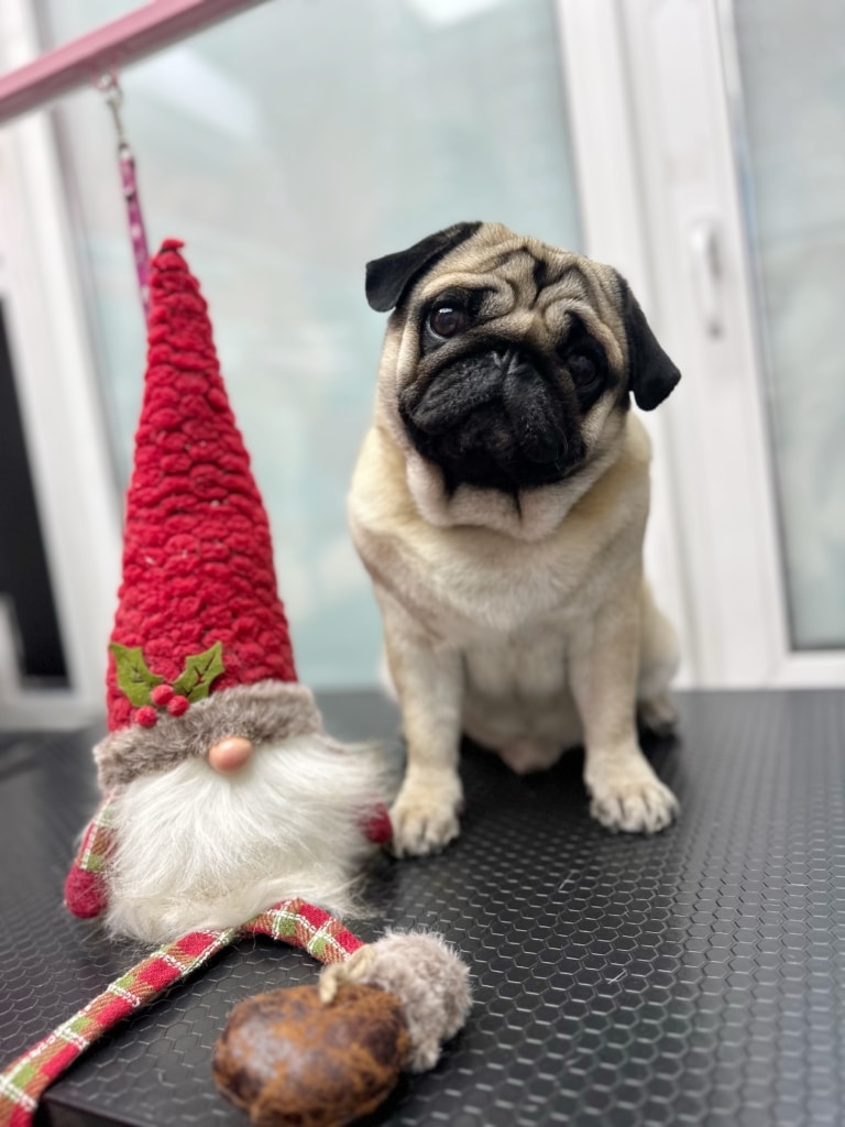 Мопс з червоним гномом вітають власника з новорічними святами