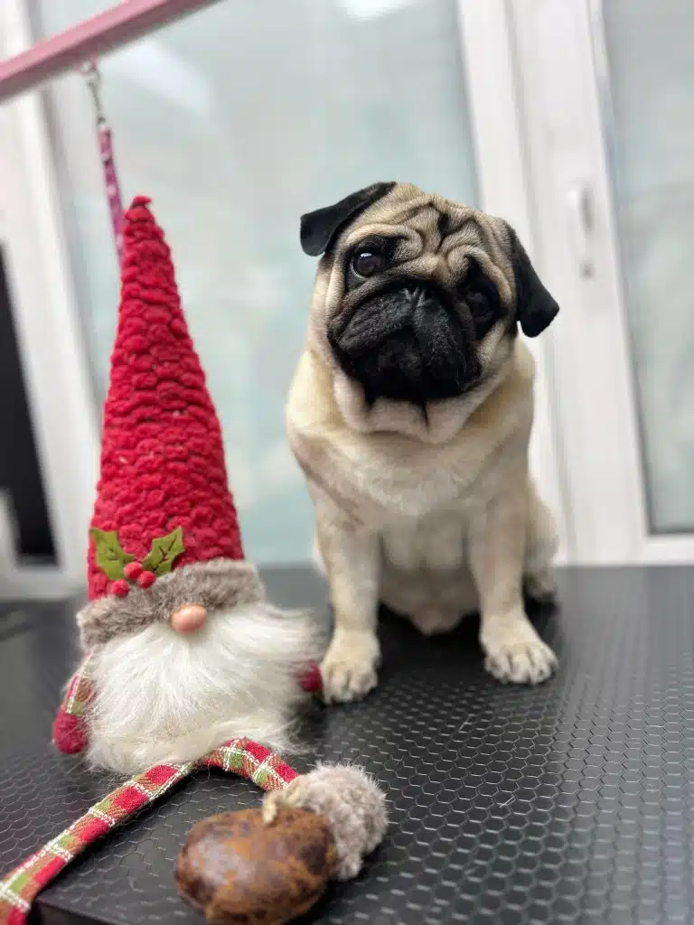 Мопс з червоним гномом вітають власника з новорічними святами