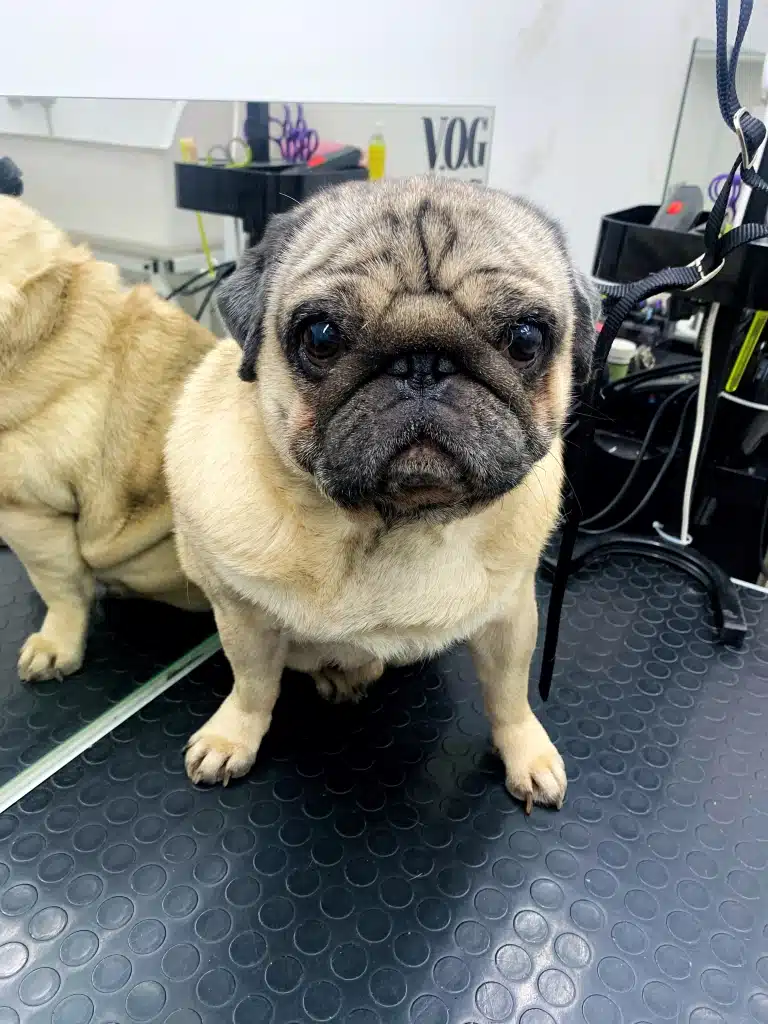 Мопс сидить на краю столу і не в захваті від купання