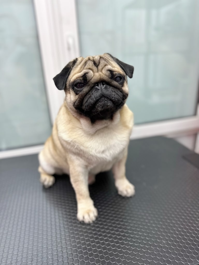 Мопс з чорними вушками сумує за своїми власниками