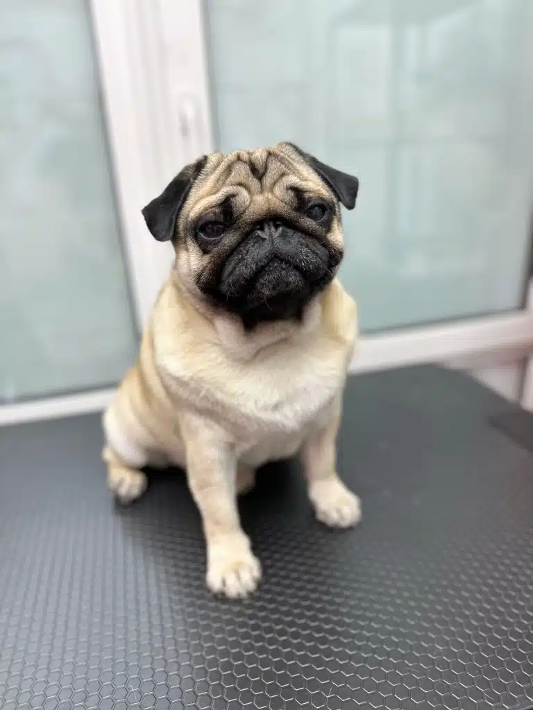 Мопс з чорними вушками сумує за своїми власниками