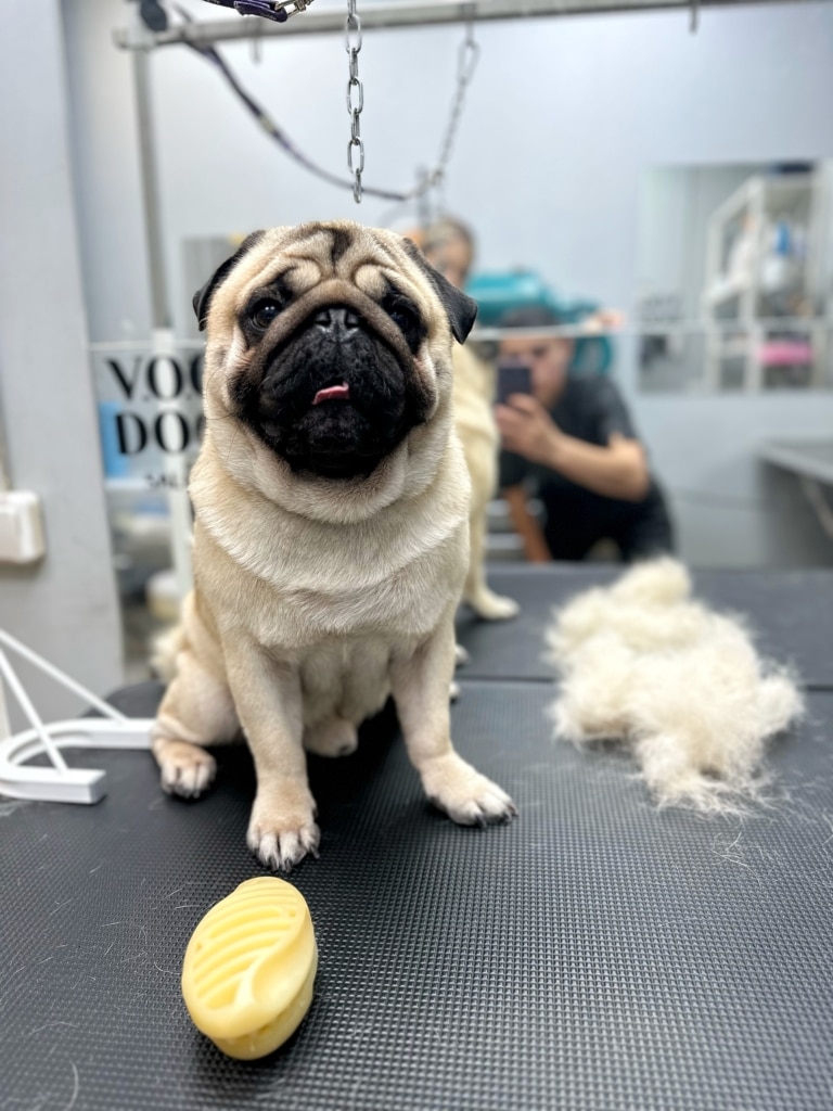 Для ефективного вичісу мопса знадобиться жовта силіконова щітка