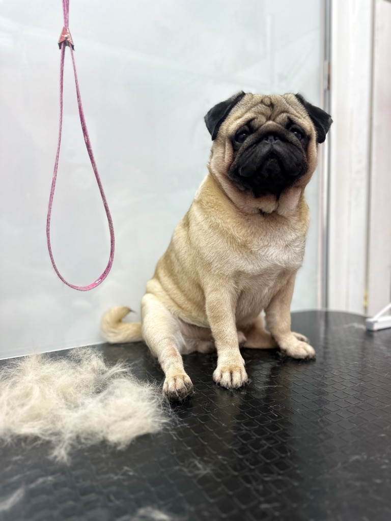 Мопс дивиться на грумера, який цілу годину чесав шерсть