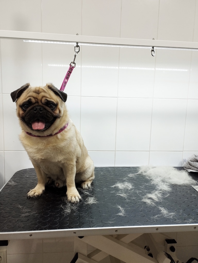 Після вичісування шерсті поруч з мопсом вже зібралась купка підшерстя