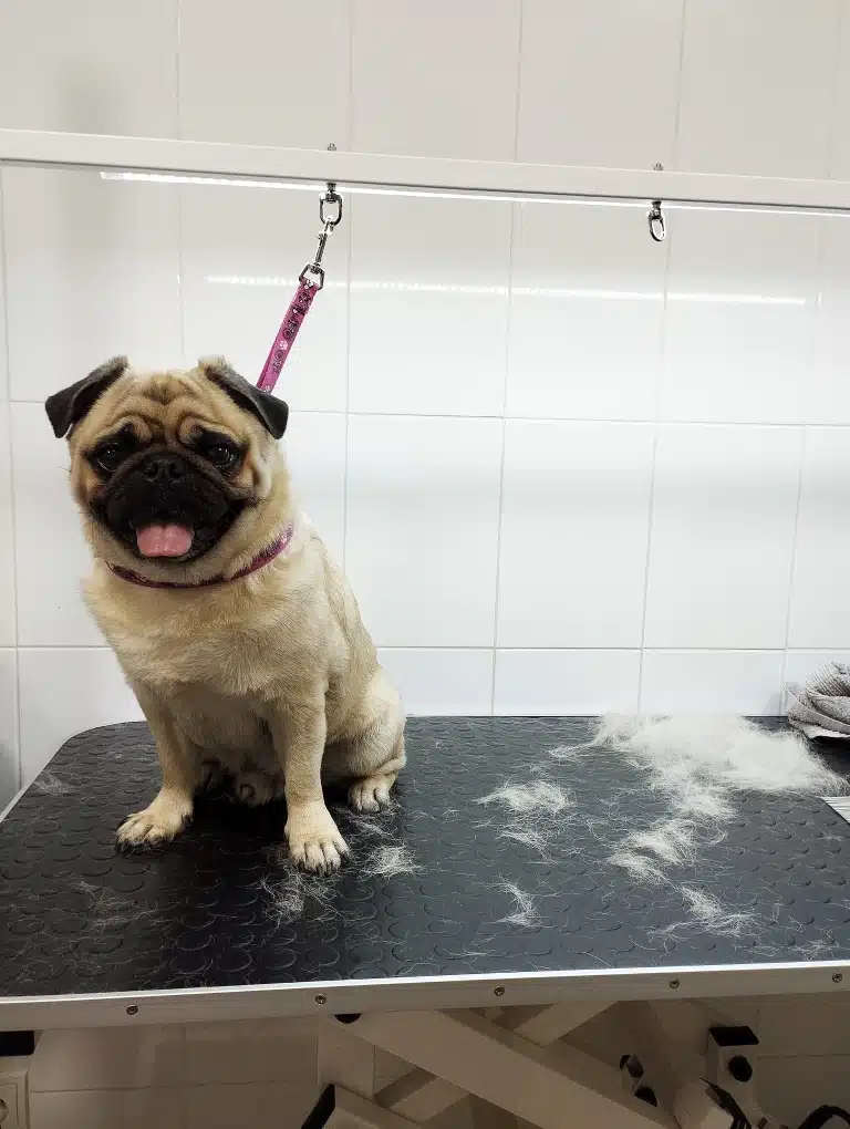 Після вичісування шерсті поруч з мопсом вже зібралась купка підшерстя