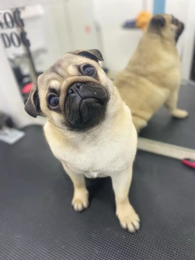 Мопс випрошує своїм поглядом порцію смаколиків