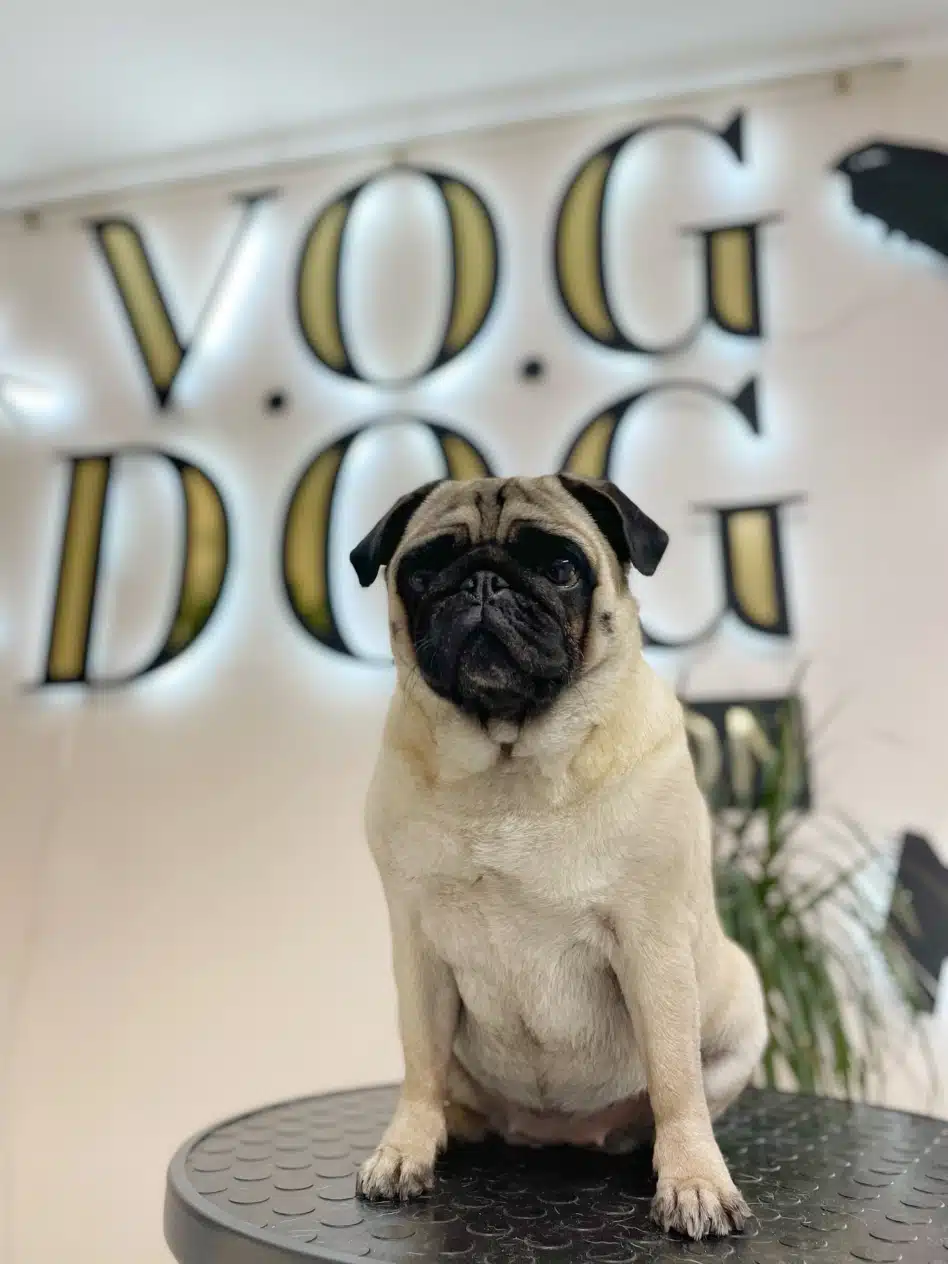 Мопс сидить на чорному круглому столі в салоні грумінгу