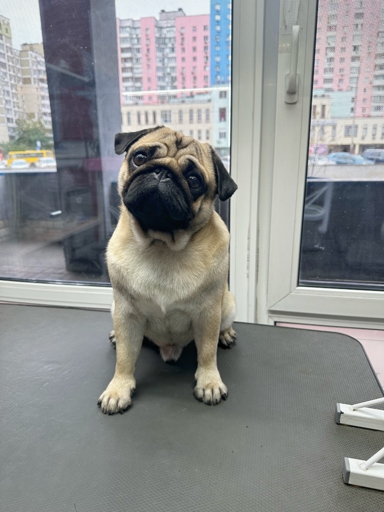 Чистий мопс сидить перед вікном грумерської