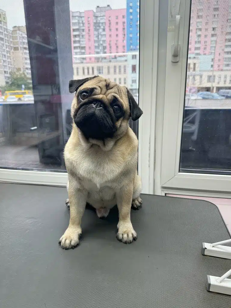 Чистий мопс сидить перед вікном грумерської