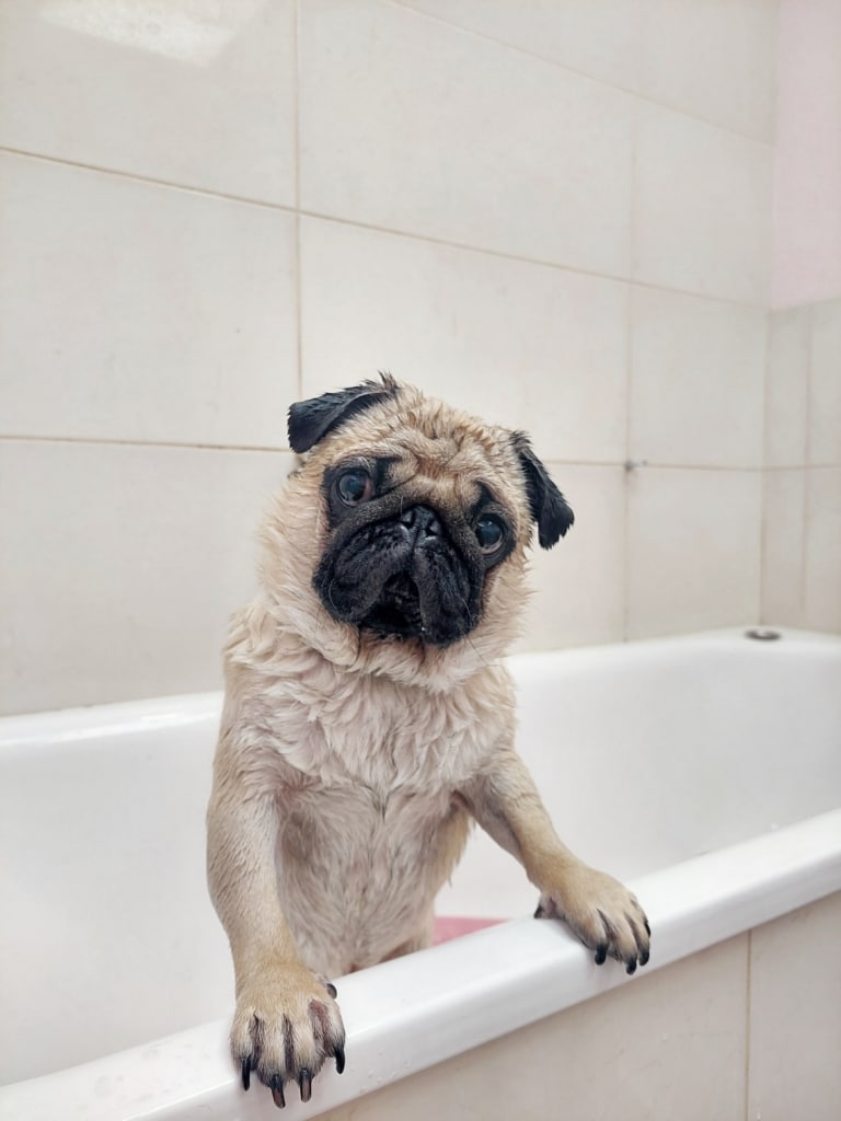 Мокрий мопс тримається за край білої ванни