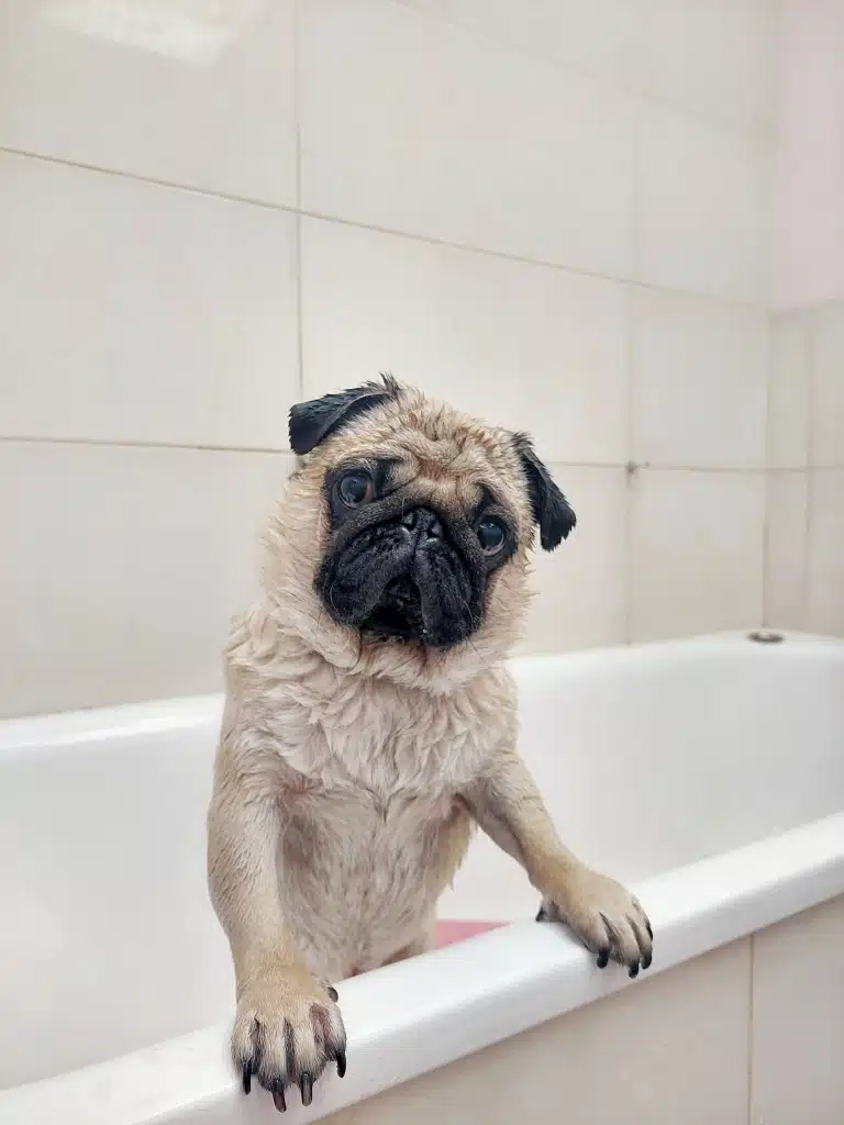 Мокрий мопс тримається за край білої ванни