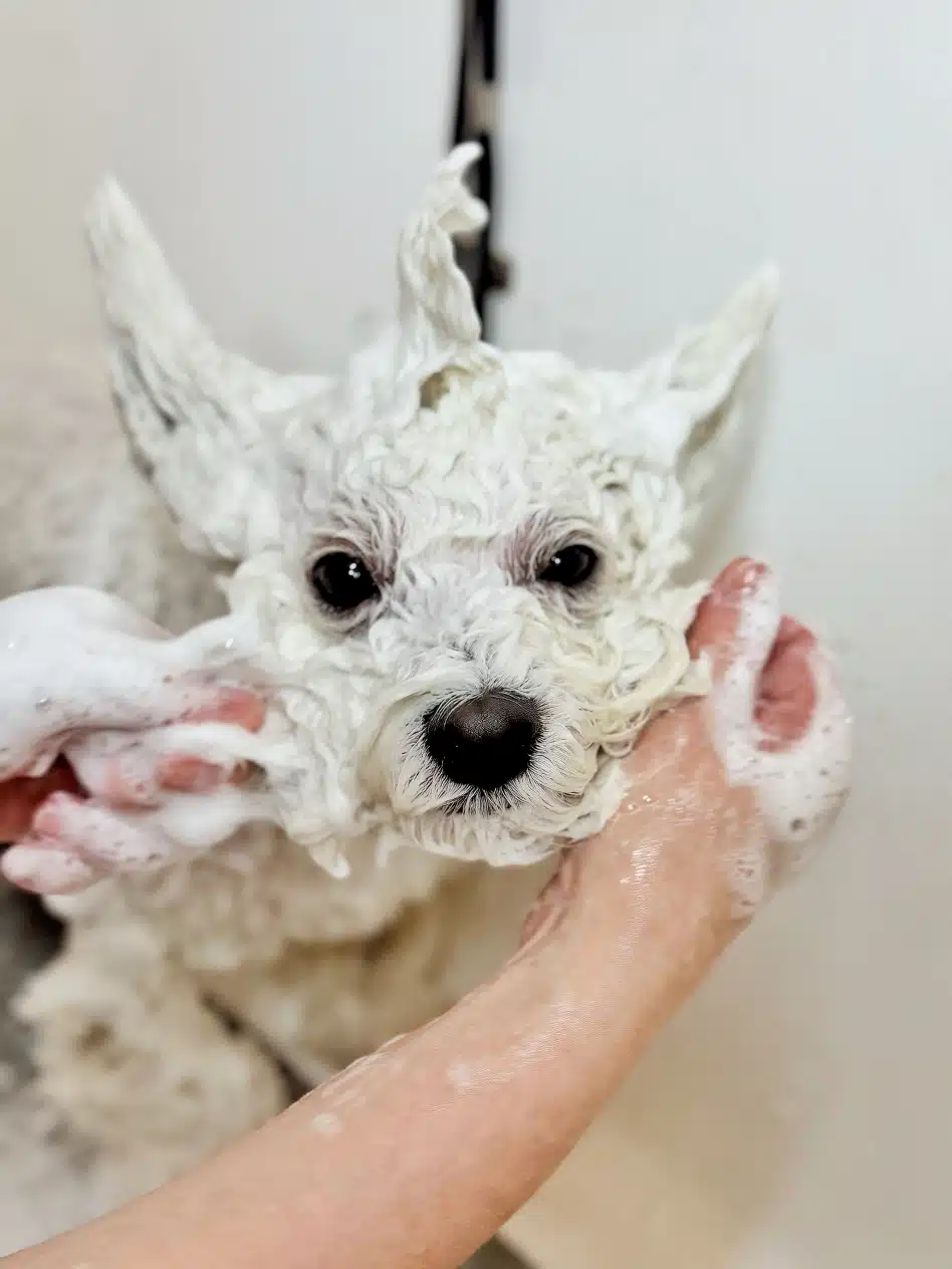 Бішон під час нанесення шампуню для очищення шерсті