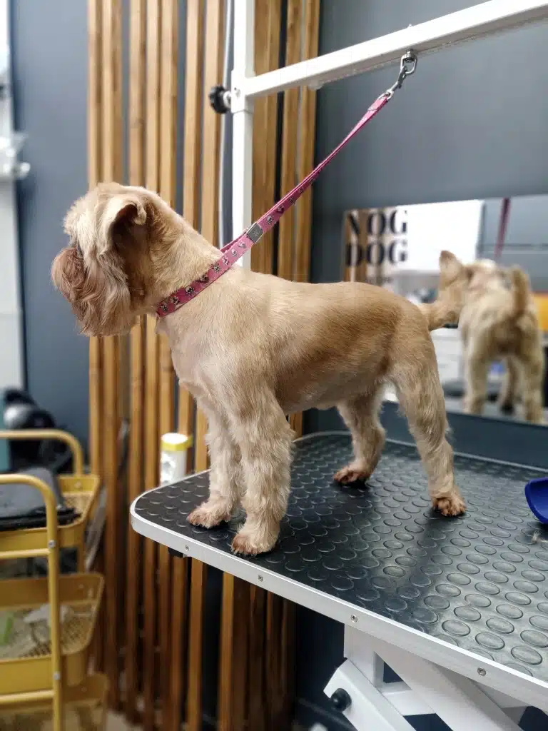 Кремовий грифон після повного комплексу виглядає свого власника у вікні