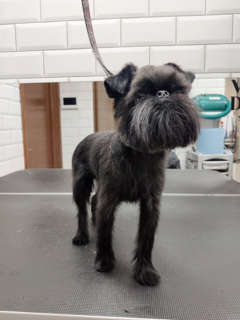Чорний грифон після тримінгу в салоні мріє про нову іграшку, що чекає вдома