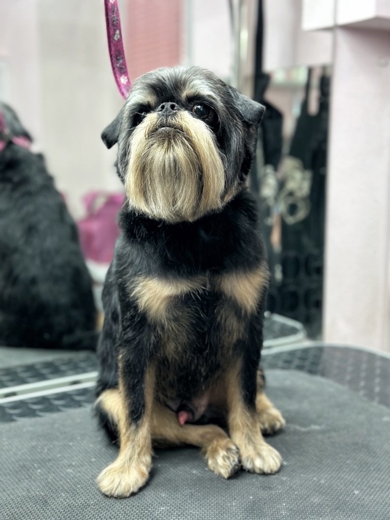 Грифон гордо підняв голову, демонструючи нову зачіску