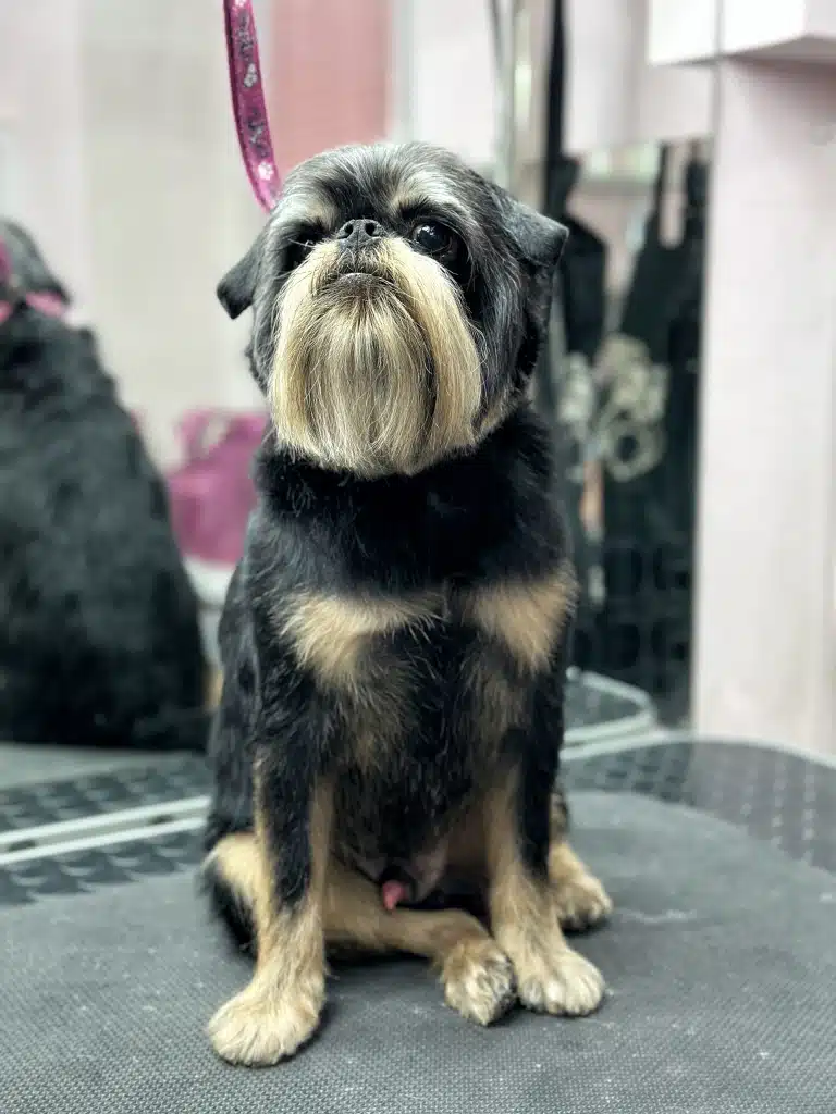 Грифон гордо підняв голову, демонструючи нову зачіску