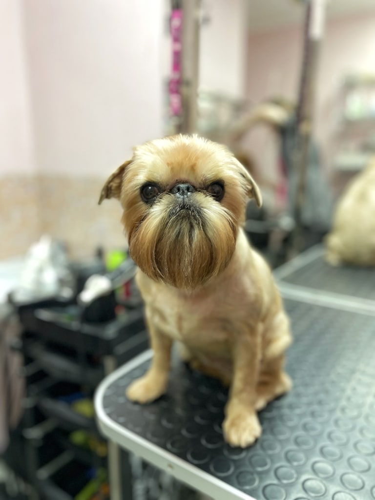 Кремовий грифон з охайно підстриженою борідкою сидить на краю столику