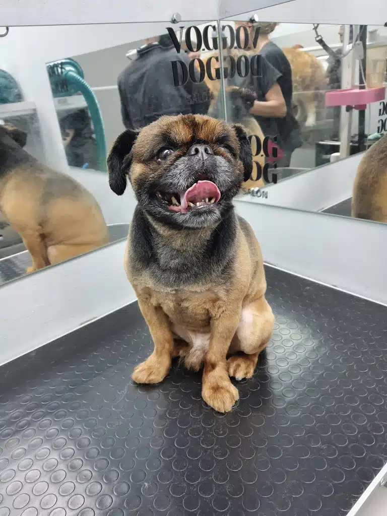 Підстрижений грифон чекає на свою порцію смаколиків