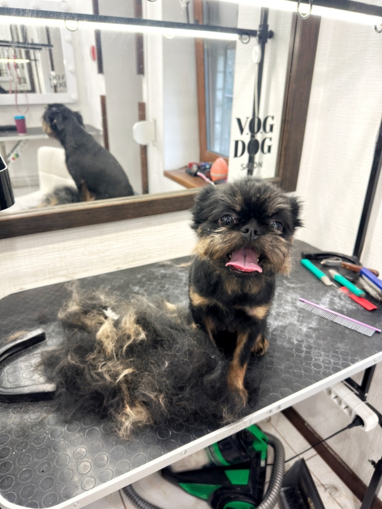 Щасливий грифон після трьох годин стрипінгу у грумера