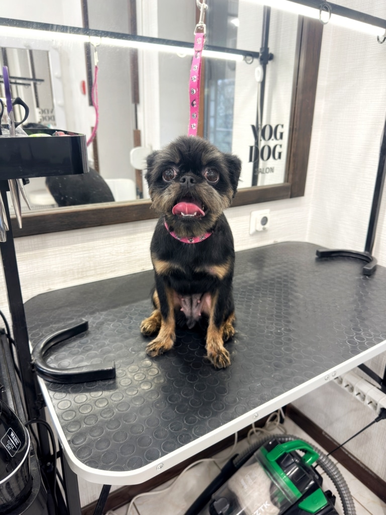 Грифон висолопив рожевого язика сидячи на столі біля дзеркала