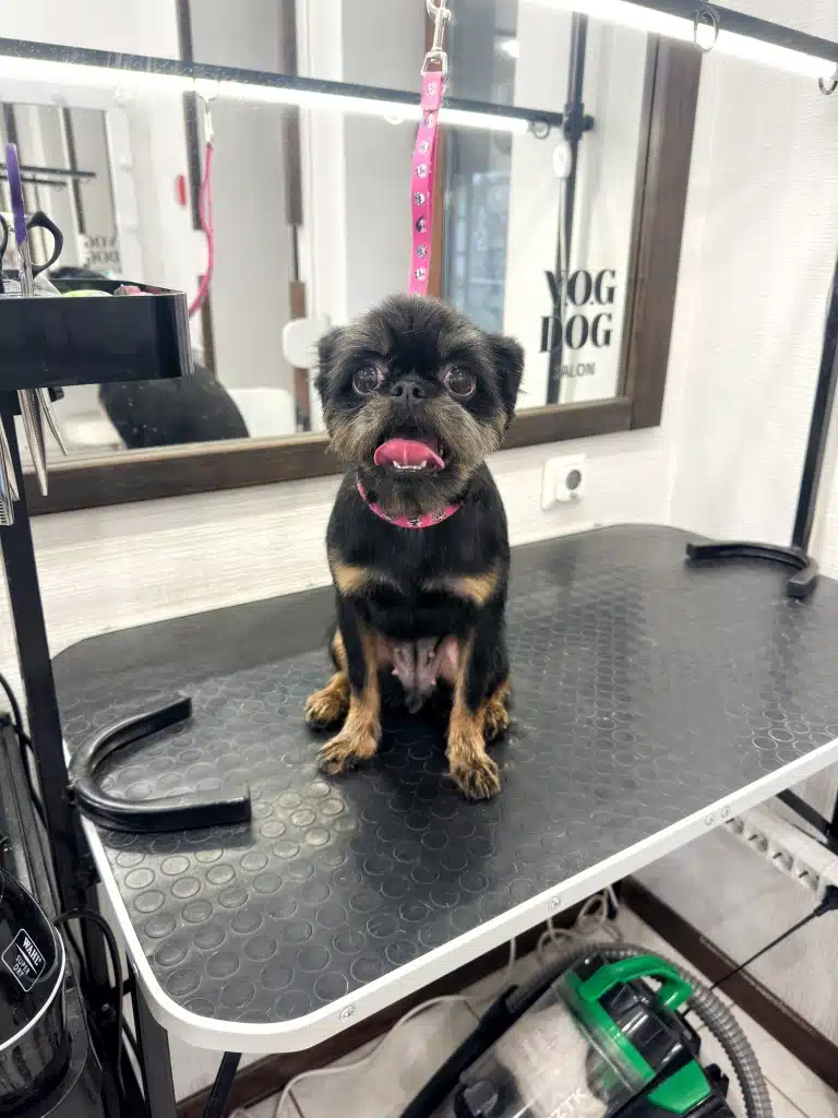 Грифон висолопив рожевого язика сидячи на столі біля дзеркала