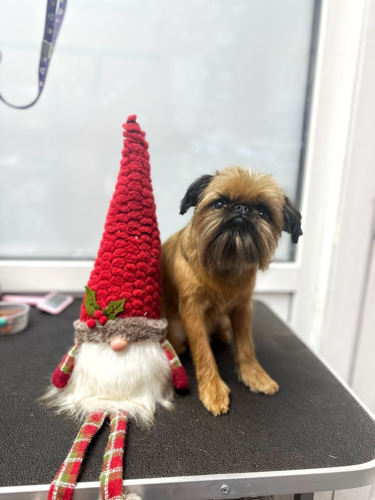 Грифон з червоним гномиком сфотографовані грумером