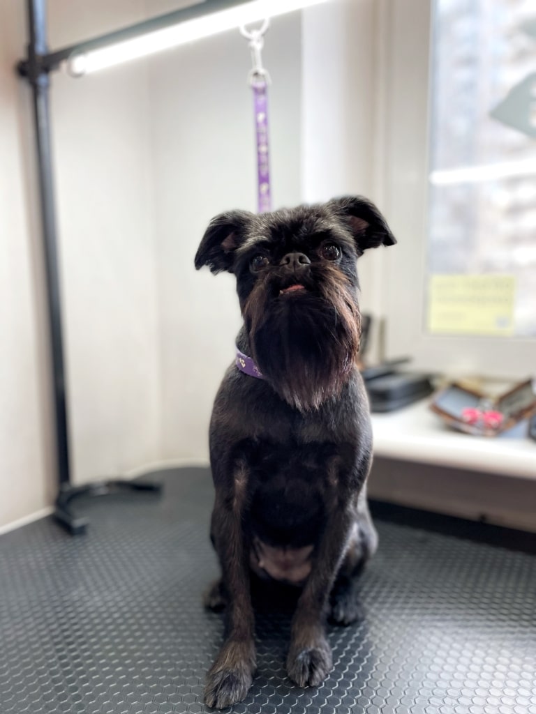 Грифон з довгою бородою сидить на грумерському столі після стрижки