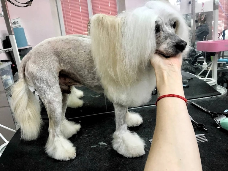 Грумер з червоним браслетом тримає китайську чубату голу під підборіддям