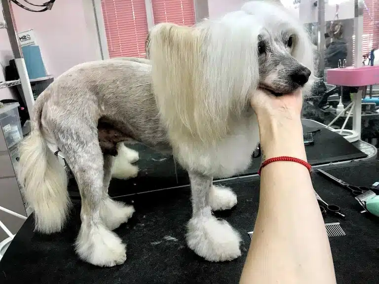 Грумер з червоним браслетом тримає китайську чубату голу під підборіддям